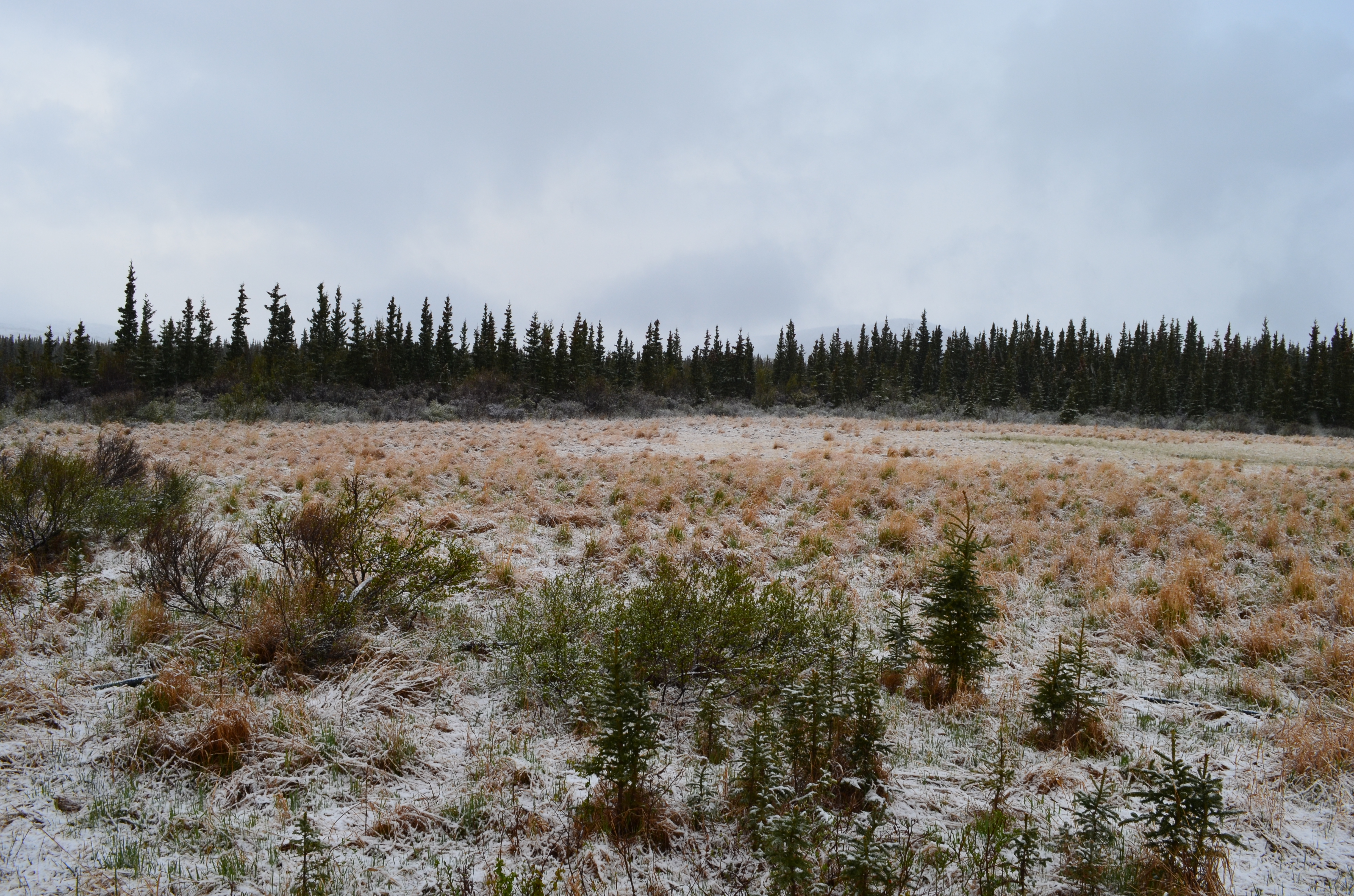 ./2017/08 - Alaska Cruise/03 - Denali/DSC_0184.JPG